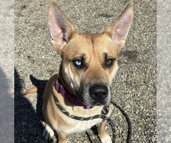 Medium Photo #2 Australian Shepherd-Unknown Mix Puppy For Sale in Palmetto, FL, USA