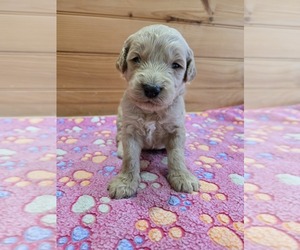 Labradoodle Puppy for sale in WILLIAMSTOWN, KY, USA