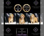 Puppy Jaguar AKC Poodle (Toy)