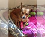 Small #2 Chihuahua Mix