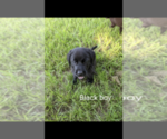 Small Photo #5 Labrador Retriever Puppy For Sale in BETHCAR, SC, USA