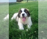 Small Photo #4 Saint Bernard Puppy For Sale in SUGARCREEK, OH, USA