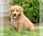 Small #3 Miniature Labradoodle