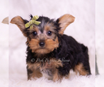 Small Photo #39 Yorkshire Terrier Puppy For Sale in WARSAW, IN, USA