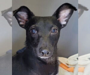 Pretty Girl #5219 - Female Chihuahua-Unknown Mix Dog for Adoption - Photo #3
