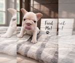 Small #1 French Bulldog