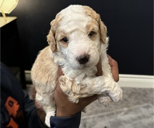Double Doodle Puppy for sale in SPRING BRANCH, TX, USA