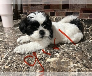 Zuchon Puppy for sale in CHICAGO, IL, USA