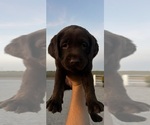 Small #5 Labrador Retriever