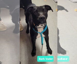 Medium American Pit Bull Terrier-Labrador Retriever Mix
