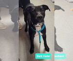 Small American Pit Bull Terrier-Labrador Retriever Mix
