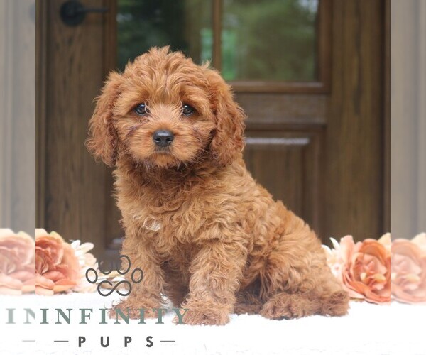 Medium Photo #2 Cavapoo Puppy For Sale in NARVON, PA, USA