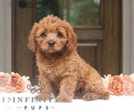 Small #1 Cavapoo