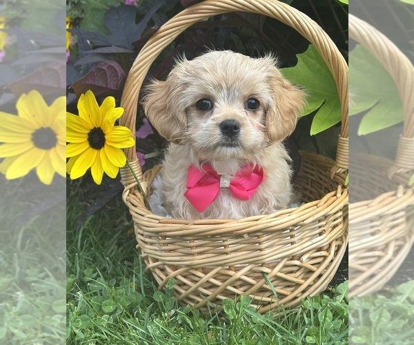Medium Photo #1 Cav-A-Malt-Maltese Mix Puppy For Sale in ROCK STREAM, NY, USA