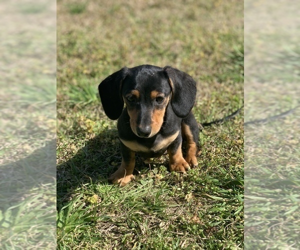Medium Photo #1 Dachshund Puppy For Sale in GUYTON, GA, USA