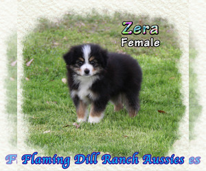 Havashu Puppy for sale in FORESTBURG, TX, USA
