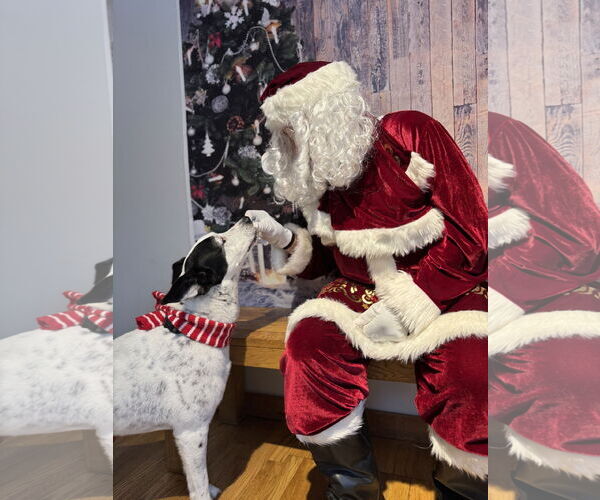 Medium Photo #2 Mutt Puppy For Sale in Rootstown, OH, USA