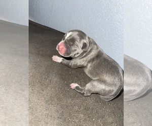 American Bully Puppy for sale in FAIRFIELD, CA, USA