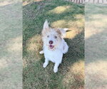 Small Photo #2 Unknown-Wheaten Terrier Mix Puppy For Sale in Newfoundland, PA, USA