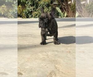 French Bulldog Puppy for sale in WHITTIER, CA, USA