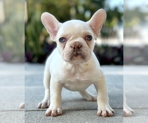 French Bulldog Puppy for sale in WEST PALM BEACH, FL, USA