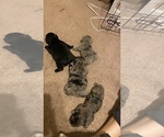 Small Photo #243 French Bulldog Puppy For Sale in CERES, CA, USA