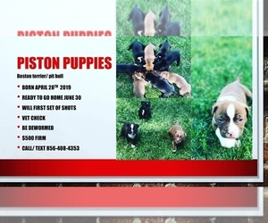 Medium Boston Terrier-Staffordshire Bull Terrier Mix