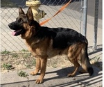 Small Photo #16 German Shepherd Dog Puppy For Sale in MERCED, CA, USA