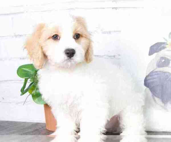 Medium Photo #1 Cavapoo Puppy For Sale in RED LION, PA, USA