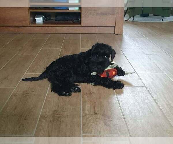 Medium Photo #8 Schnauzer (Miniature) Puppy For Sale in Hatvan, Heves, Hungary