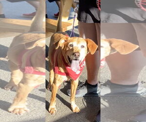 Labrador Retriever-Unknown Mix Dogs for adoption in Landenberg, PA, USA