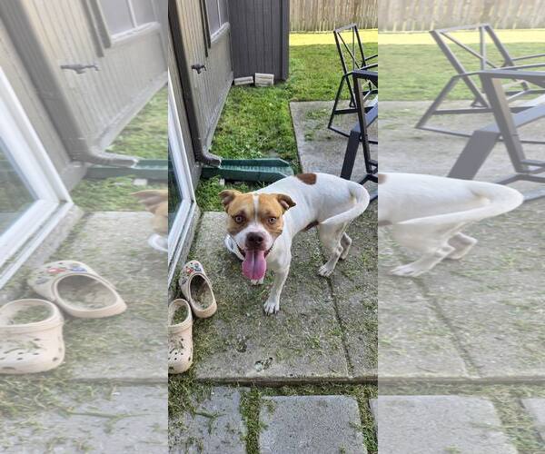 Medium Photo #2 American Pit Bull Terrier-Unknown Mix Puppy For Sale in Rowlett, TX, USA