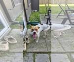 Small #1 American Pit Bull Terrier Mix