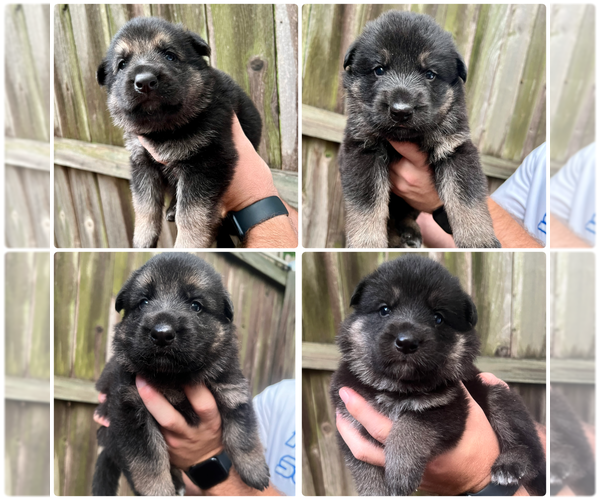 Medium Photo #1 German Shepherd Dog Puppy For Sale in BRANDON, MS, USA