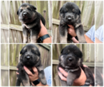 Image preview for Ad Listing. Nickname: Litter of 7