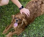 Small Photo #1 Cavapoo Puppy For Sale in HANOVER, WV, USA