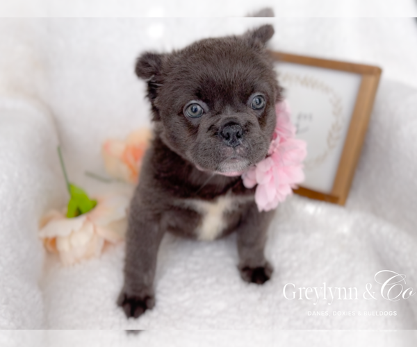 Medium Photo #5 French Bulldog Puppy For Sale in NEWARK, TX, USA