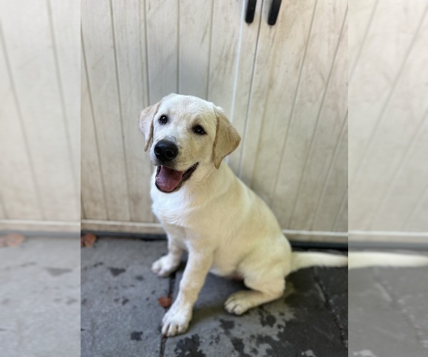 Medium Photo #15 Labrador Retriever Puppy For Sale in LOUISBURG, NC, USA