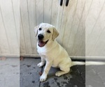 Yellow Female - Female Labrador Retriever Puppy for Sale - Photo #15