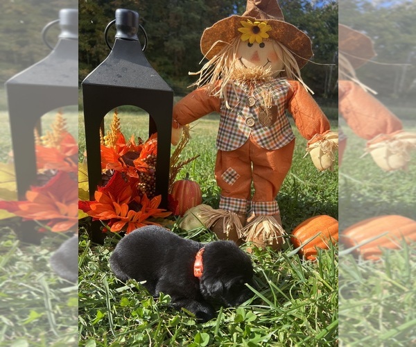 Medium Photo #2 Labrador Retriever Puppy For Sale in NEOLA, WV, USA