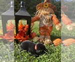 Small #1 Labrador Retriever