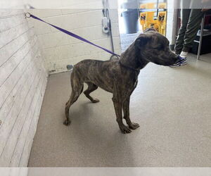 Mutt Dogs for adoption in San Bernardino, CA, USA