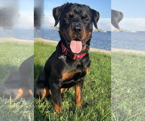 Rottweiler Dogs for adoption in Tampa, FL, USA