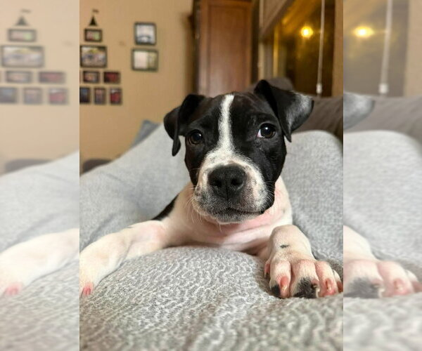 Medium Photo #13 American Staffordshire Terrier-Unknown Mix Puppy For Sale in OKLAHOMA CITY, OK, USA