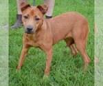 Small #1 German Shepherd Dog Mix