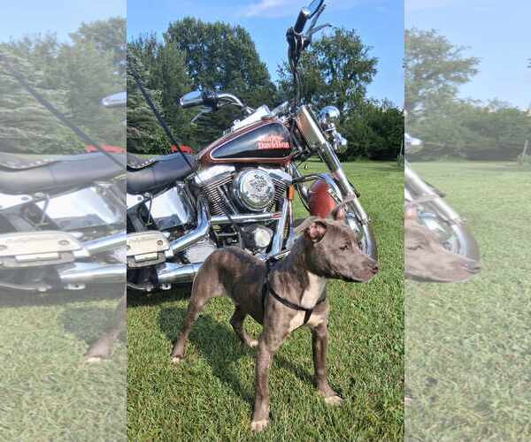 Medium Photo #7 American Pit Bull Terrier-Unknown Mix Puppy For Sale in Germantown, OH, USA