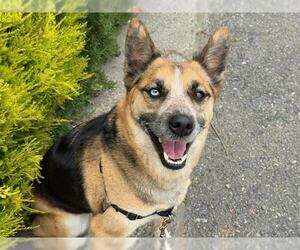 German Shepherd Dog-Unknown Mix Dogs for adoption in Santa Rosa, CA, USA