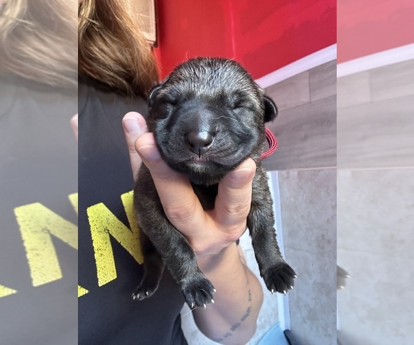 Medium Photo #1 German Shepherd Dog Puppy For Sale in LAKE ELSINORE, CA, USA