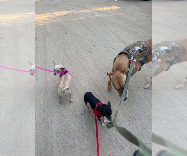 Medium Photo #4 Chihuahua-Unknown Mix Puppy For Sale in Dana Point, CA, USA