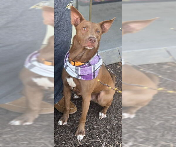 Medium Photo #3 German Shepherd Dog-Unknown Mix Puppy For Sale in Westminster, MD, USA